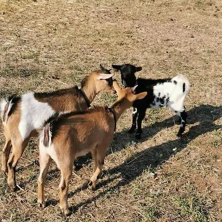 بيت للعطل Familial A